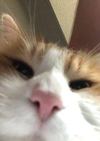 人浪中想真心告白在线阅读