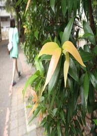 一起同居的女人们