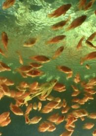 非正常男女关系是什么感情