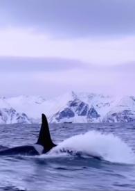 女主是仿生人的动漫