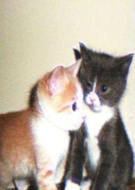 娇小姐错嫁大佬后免费阅读